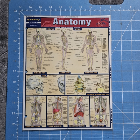 Quick Study Laminated Anatomy Guide & two Clipboards with Storage - Picture 3 of 6
